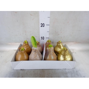 Hippeastrum   ...waxed