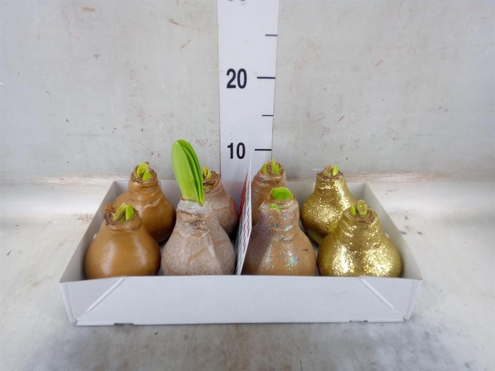 <h4>Hippeastrum   ...waxed</h4>