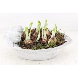 arr4 Narcis JS - Vogel ovaal small x3