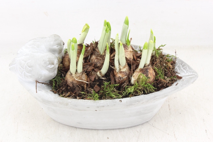 <h4>arr4 Narcis JS - Vogel ovaal small x3</h4>