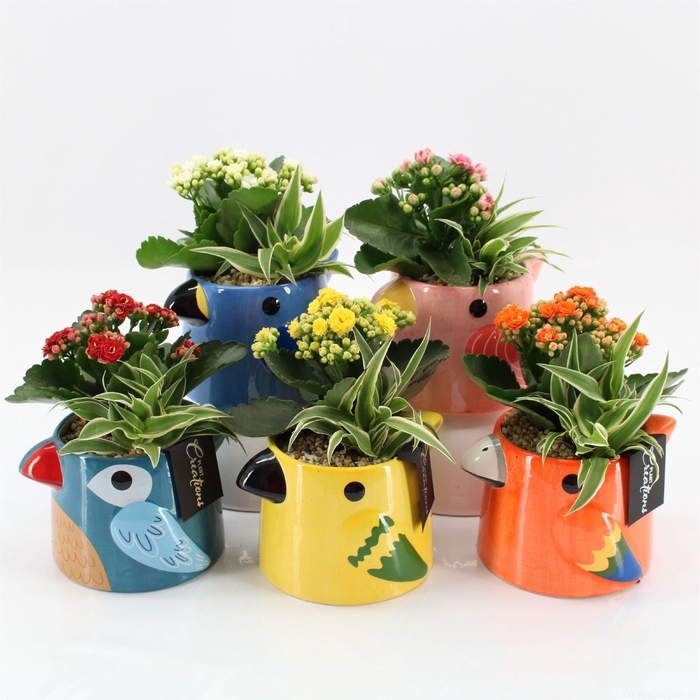 <h4>Arr.   Kamerplant Bloei L%</h4>