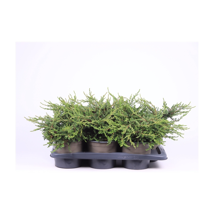 <h4>Juniperus communis 'Repanda'</h4>