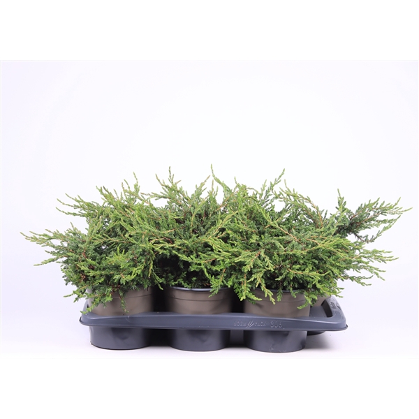 <h4>Juniperus communis 'Repanda'</h4>