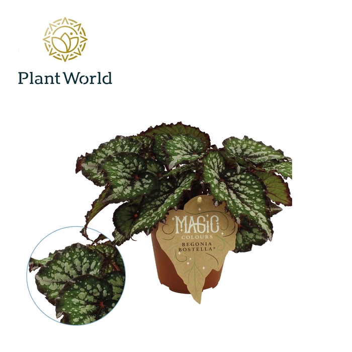<h4>Begonia BD 'MagicColours Bostella'</h4>
