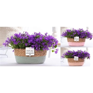Campanula Porto LL Pure Field Basket