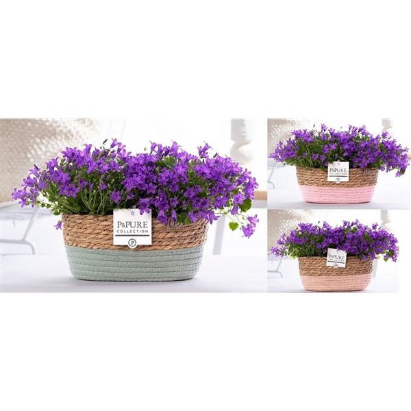 <h4>Campanula Porto LL Pure Field Basket</h4>