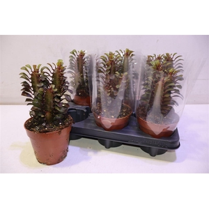 arr8 Euphor Trig Rubra