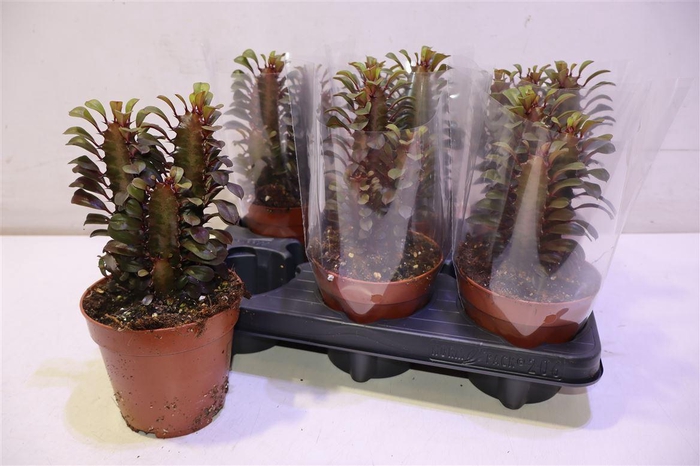 <h4>arr8 Euphor Trig Rubra</h4>