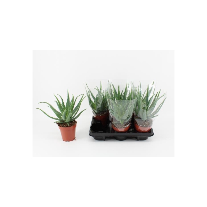 <h4>Aloe Arborescens (Cites) 12Ø 30cm</h4>