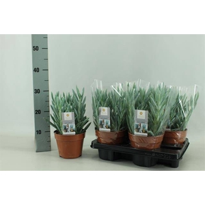 Curio ficoides Tali Mount Everest 15Ø 30cm