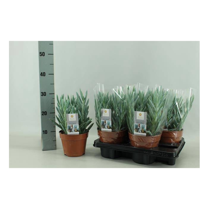 <h4>Curio ficoides Tali Mount Everest 15Ø 30cm</h4>