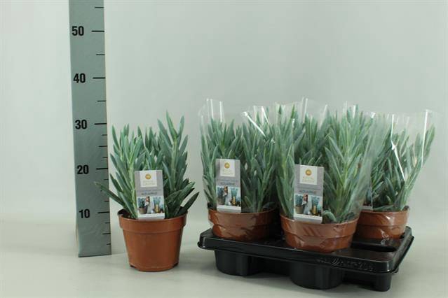 Curio ficoides Tali Mount Everest 15Ø 30cm