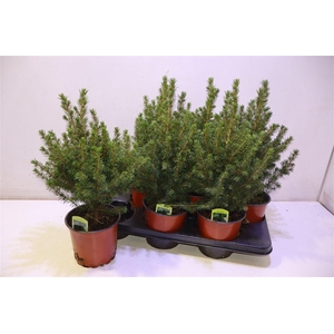 Picea Ab Conica