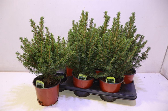 <h4>Picea Ab Conica</h4>
