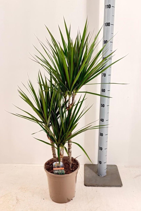 <h4>DRA MARGINATA</h4>