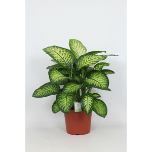 Purify Dieffenbachia Lemon Tropic 35 cm