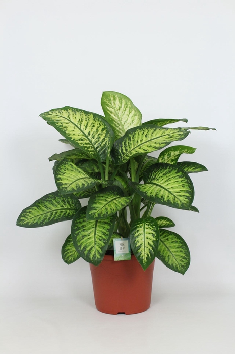 <h4>Purify Dieffenbachia Lemon Tropic 35 cm</h4>