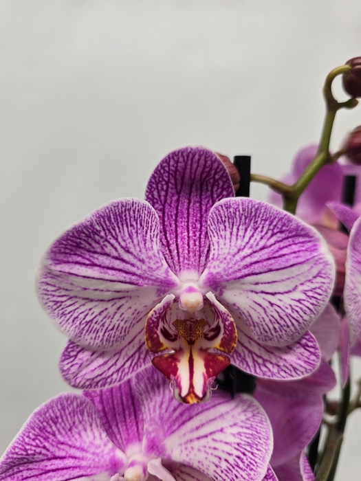 <h4>Limited 11 week 15</h4>