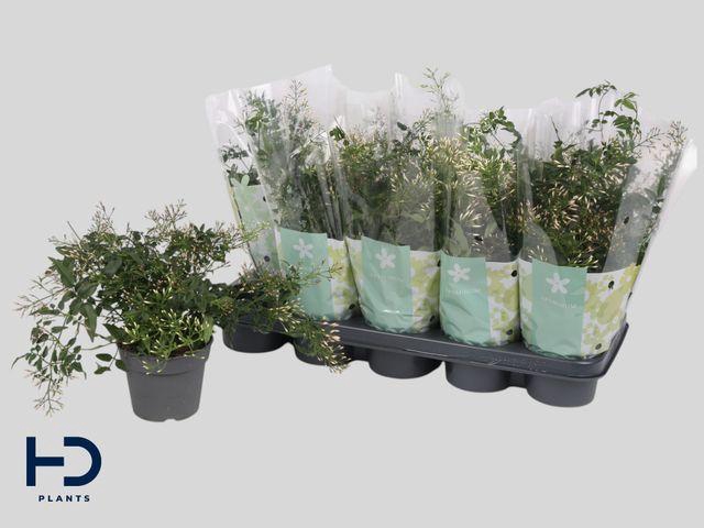 <h4>JASM POLYANTHUM WHITE P12</h4>