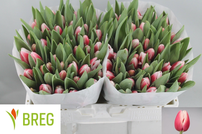 <h4>TU EN TIMELESS</h4>