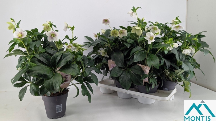 <h4>HELL ORIENTALIS</h4>