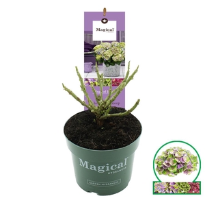 Hydrangea macr. Magical® 'Jewel'® Blauw C2 (17cm.)