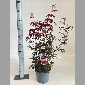 ACER PA ATROPURPUREU
