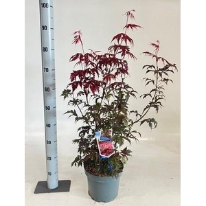 ACER PA ATROPURPUREU