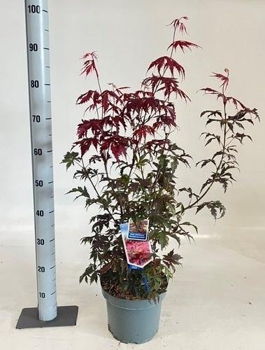 <h4>ACER PA ATROPURPUREU</h4>
