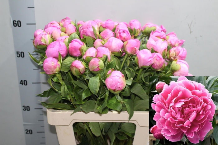 <h4>PAEO L ALEX FLEMING</h4>