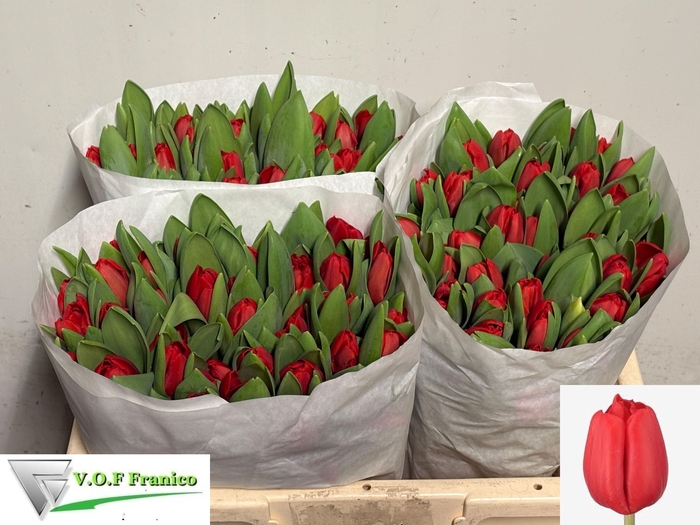 <h4>TU EN ESCAPE</h4>