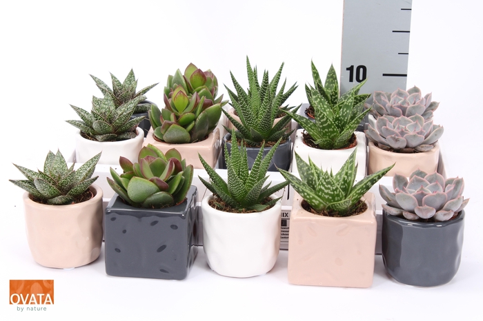 <h4>SUCC GEM 5 SRT</h4>