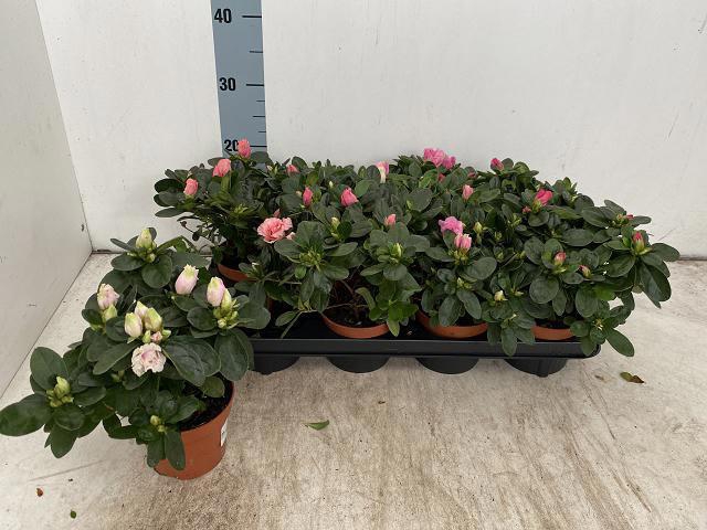 <h4>RHODO SI VOGEL GEM</h4>