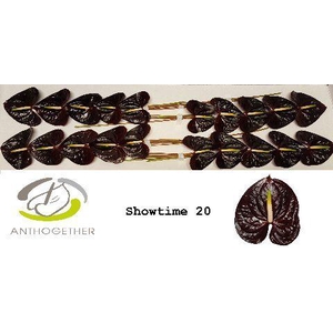ANTH A SHOWTIME 20