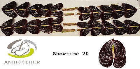 <h4>Anth A Showtime 9 cm X20 Oosterzon</h4>