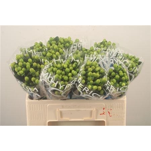 Hyp Coco Bamboo Green