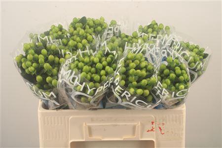<h4>Hyp Coco Bamboo Green</h4>