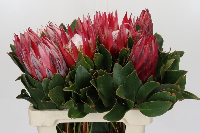 <h4>Protea Cynaroides Madiba</h4>