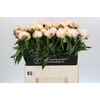 Paeonia Blush Queen