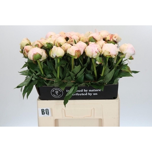 Paeonia Blush Queen