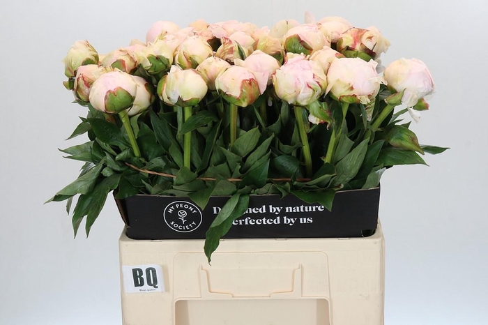 <h4>Paeonia Blush Queen</h4>