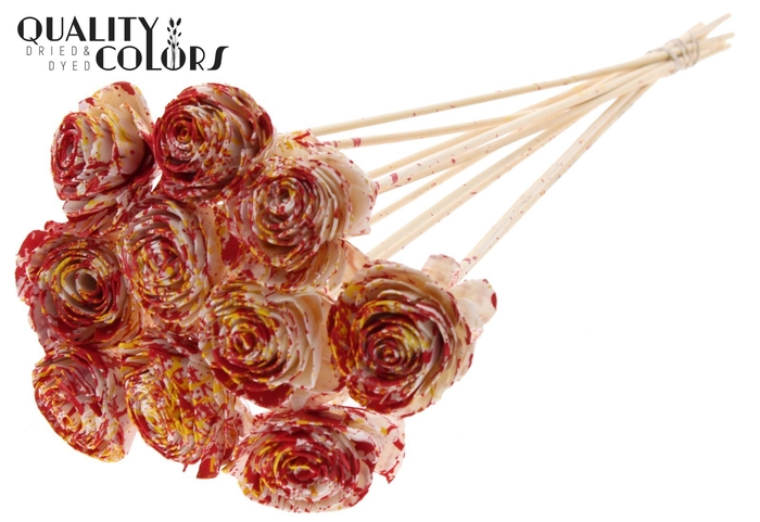 Shola Beauty Rose 6cm on stem Multicolour Red/Yellow