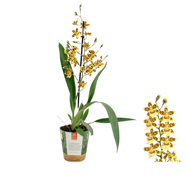 <h4>Inca Cambria Pacific Sunset 1 spike in Jungle cover</h4>