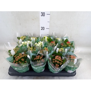 Kalanchoe blos. 'RosDon Collection'