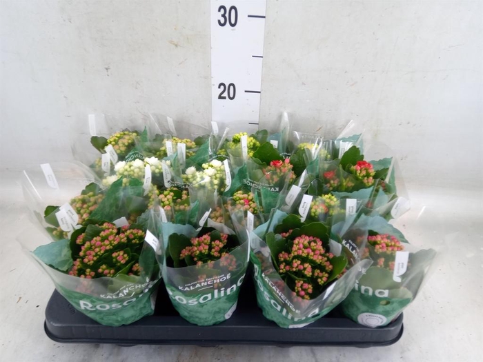 <h4>Kalanchoe blos. 'RosDon Collection'</h4>