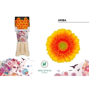 Germini Ariba  Diamond