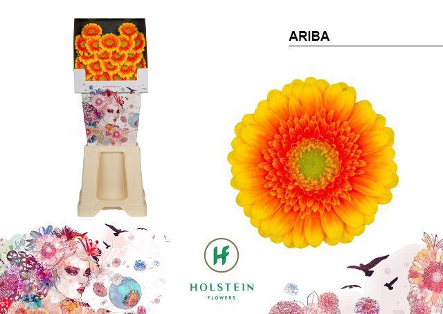 <h4>Germini Ariba  Diamond</h4>