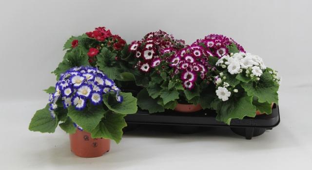 <h4>PERI C VENEZ GEM</h4>