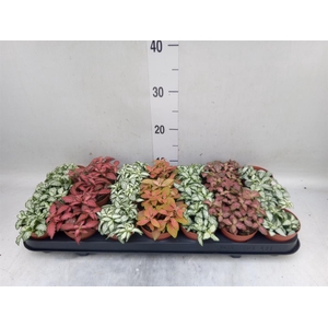Fittonia   ...mix 7