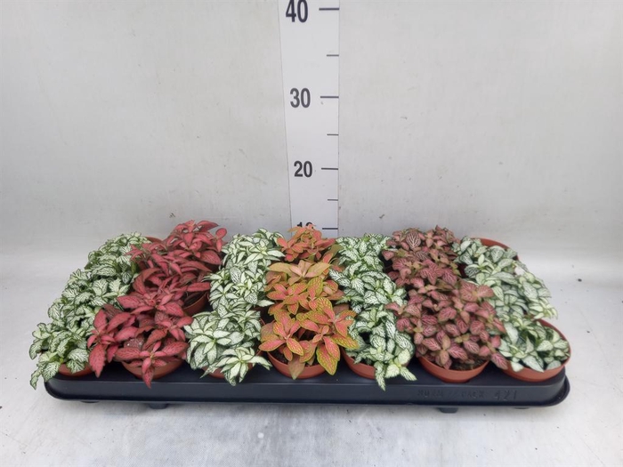 <h4>Fittonia   ...mix 7</h4>